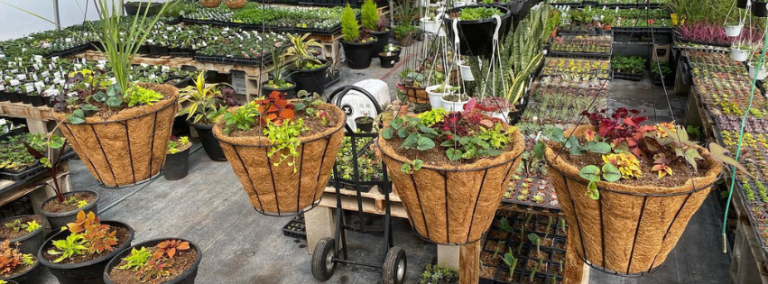 Holland Garden Greenhouse 768x284