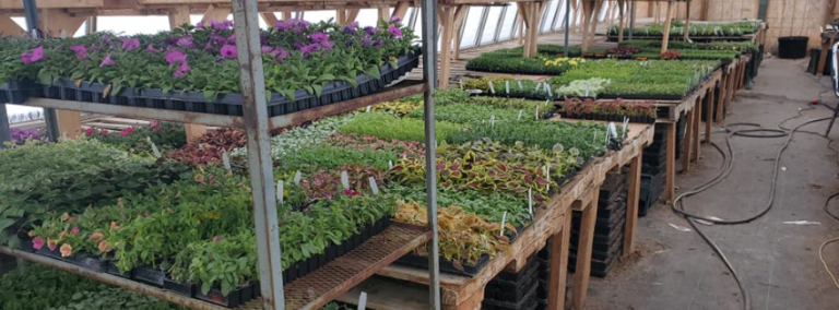 Kellys Greens Greenhouse 768x284