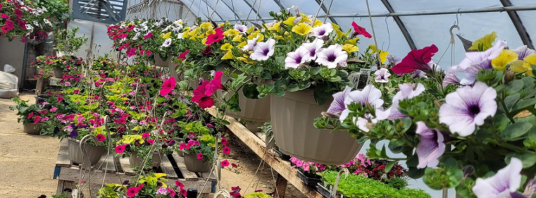 YS Plant Ranch 768x284